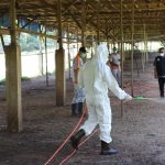 Kadisnak Aceh Lakukan Pencegahan Terhadap Penyakit Flu Burung