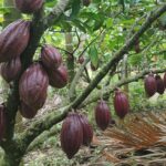 Petani Semringah, Harga Biji Kakao di Aceh Meroket Dua Kali Lipat Tembus Rp150.000 per Kg